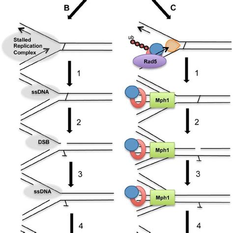 Model For Icl Repair At A Stalled Replication Fork A The Progression