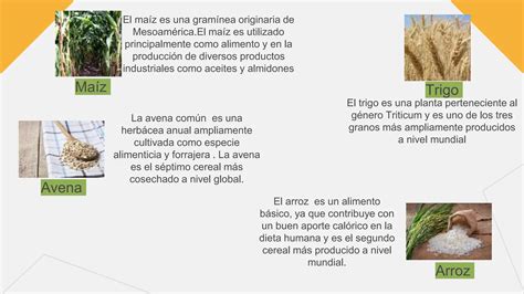 Cereales Y Tuberculos INTRODUCUCCION Y MANDIOCA PPT