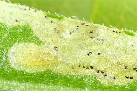 Leaf Miner Fly Phytomyza Astotinensis BugGuide Net