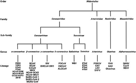 Frontiers Classification Replication And Transcription Of Nidovirales