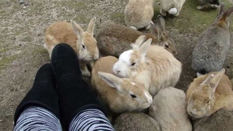 Okunoshima Rabbit Island