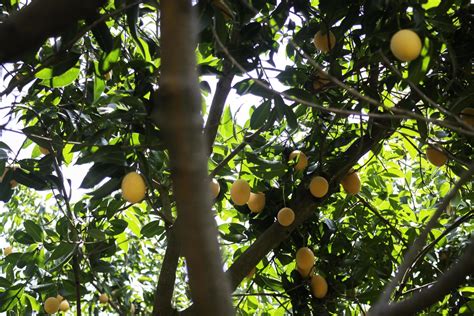 Yellow plum tree 2317517 Stock Photo at Vecteezy