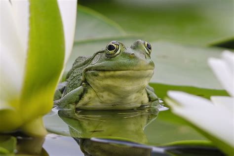 What Is The Difference Between A Frog And A Toad Worldatlas