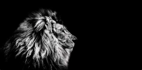 Photo Wallpaper | Shop wallpaper with lions online - Wallpaper