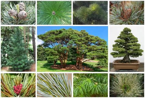 5 Different Types of Japanese Pine Trees & Identifying Features