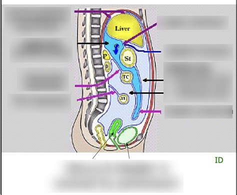 Peritoneal Cavity Diagram Quizlet