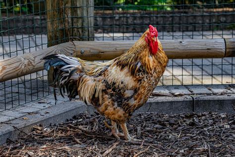 Entdecken Sie Warum H Hner Eier Ohne Hahn Legen Gockelgarten De