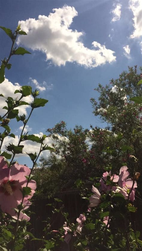 pink flowers are blooming in front of the blue sky and white clouds on a sunny day