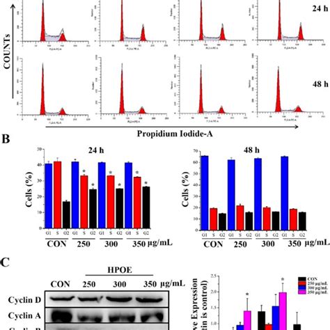 HPOE Arrests Cell Cycle Of HCT116 Cells At G2 Phase Through P53 Cyclin