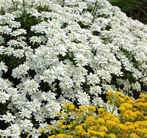 Iberis Sempervirens Snowflake Seedscape