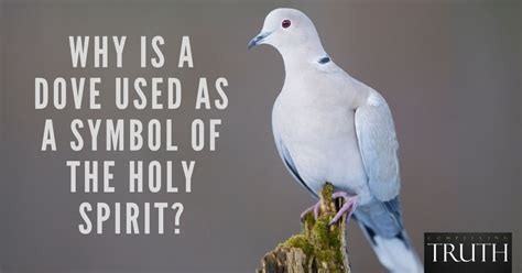 Why is a dove used as a symbol of the Holy Spirit?