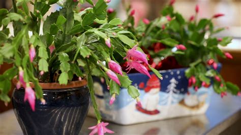 Christmas Cactus Schlumbergera Bridgesii Aces Margaret Flickr