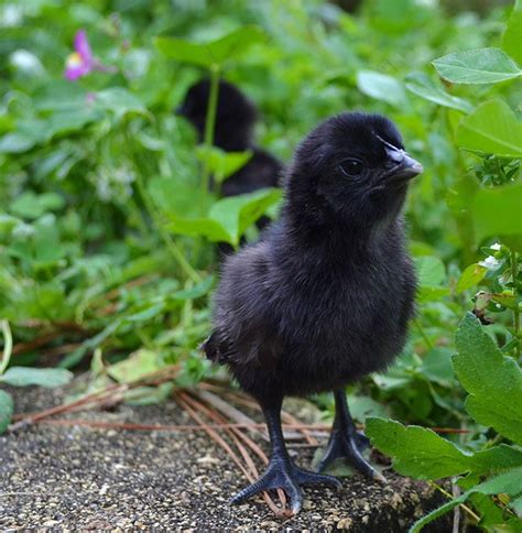 Rare Chicken Is Black From Its Feathers To Its Internal Organs