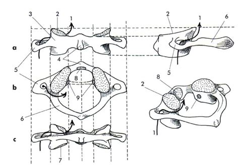 Diagramme De Cervicale Atlas En Vue Ant Rieure Sup Rieure