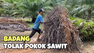 Jenis Penyakit Pokok Sawit Karen Wilson