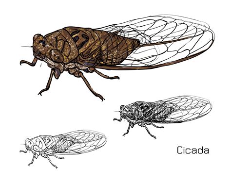 cicada drawing 12