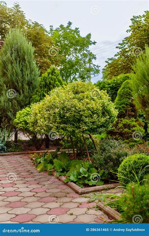 Shrubs and Dwarf Trees in the Landscape Design of the Yard. Stock Image ...