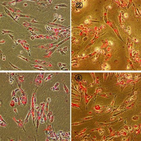 Multilineage Differentiation Potential Of Huc Mscs Adipogenesis Was