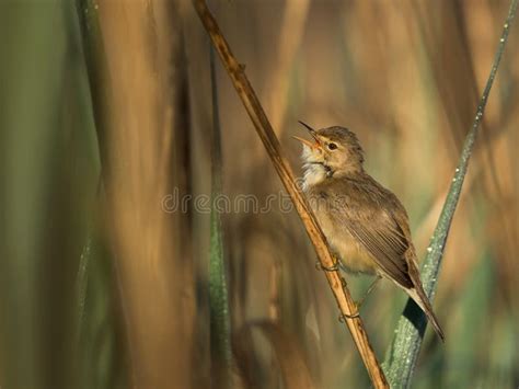 Eurasian Reed Warbler in the Nature Habitat. Stock Image - Image of leaves, passerines: 121577965