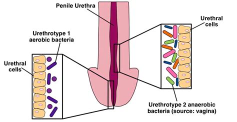 Urethra Of Healthy Men Is Teeming With Microbial Life Vaginal Sex