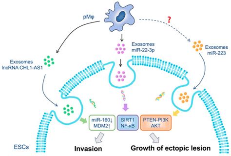 Biomolecules Special Issue Cellular And Molecular Mechanisms Of