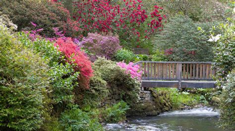 Bodnant Garden's botanical collections | National Trust