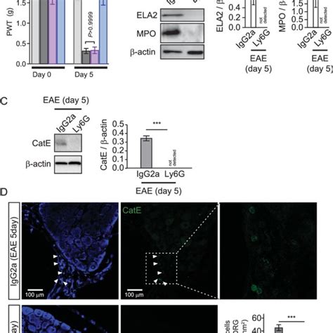 Neutrophil Depletion Attenuates Mechanical Allodynia And Accumulation