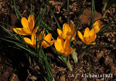 番红花crocus Sativus Nature Library