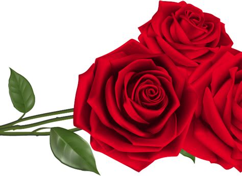 Red Valentines Day Rose PNG Photos PNG Mart