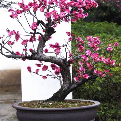 梅花盆景红梅哪种牌子比较好 梅花盆景红梅原生价格