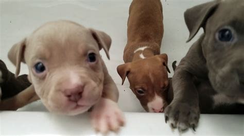 5 6 Week Old Pit Bull Puppies Youtube