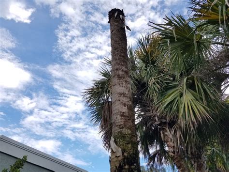 Invasive Bacteria Threatens Floridas Palm Trees Wlrn