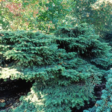 Birds Nest Spruce Plant Addicts