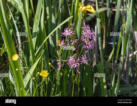 The Beautiful Wetland Plant Ragged Robin Lychnis Flos Cuculi