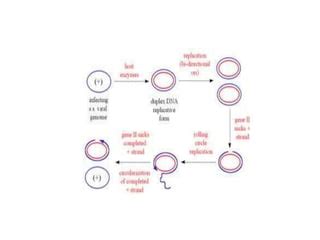 M13 and Mu Virus Structure and Life Cycle | PPT