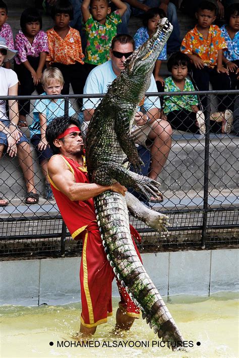 CROCODILE FIGHT by masalsa on DeviantArt