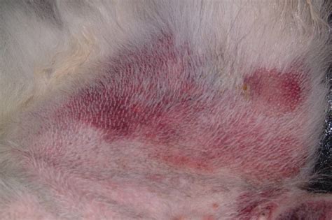 Hemangiosarcoma in Dogs: Causes, Symptoms, and Care (Vet Answer) | Hepper