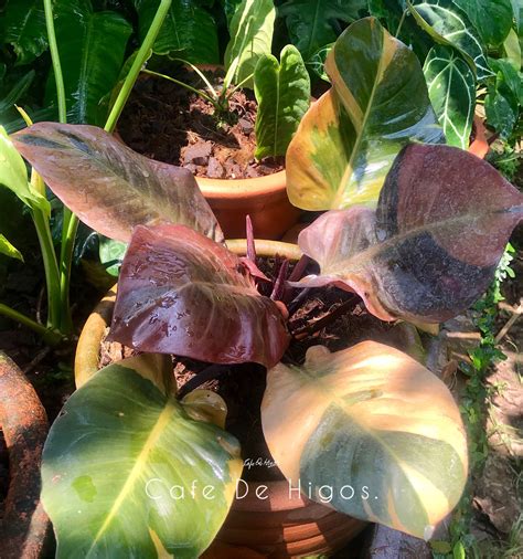 Variegated Plants, Fiddle Leaf, Botany, Anderson, House Plants, Indoor ...