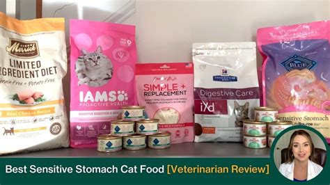 Best Sensitive Stomach Cat Foods Recommended By A Vet Youtube