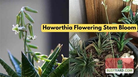 Haworthia Flowering Stem Bloom A Guide For Gardeners Busyyard