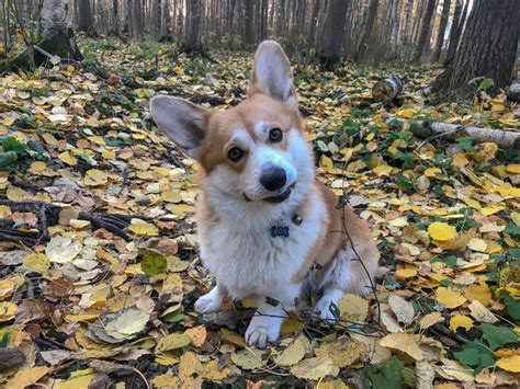 Pin By Oleg Kosov On Welsh Corgi Pembroke Highlights Ceylon Fox