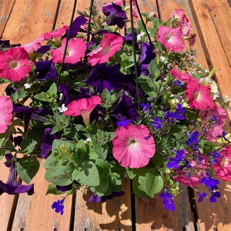 Pink and Blue Petunia Hanging Basket | CasaCano Farms