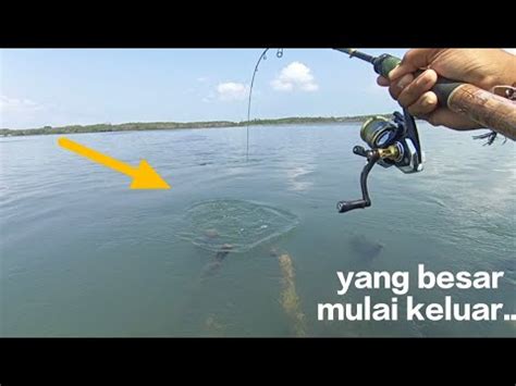 Kuat Sekali Tarikan Ikan Disini Youtube