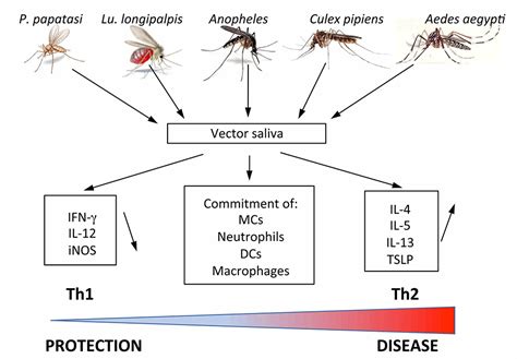 SciELO Brasil Vector Saliva Controlled Inflammatory Response Of The