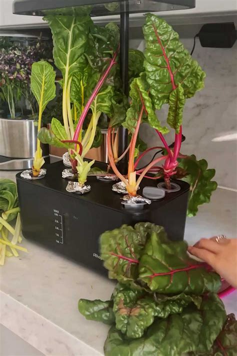 Ahopegarden Review The Best Affordable Indoor Hydroponic Garden