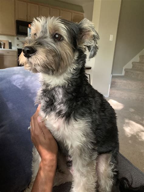 Webster Schnorkie 13 Schnauzer 23 Yorkie Hunde