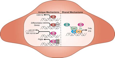 Select Effector Functions Of Vascular Smooth Muscle Klfs Klfs