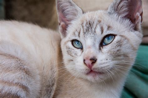 Young Tabby Siamese Cat Stock Photo - Download Image Now - Animal, Animal Hair, Domestic Animals ...