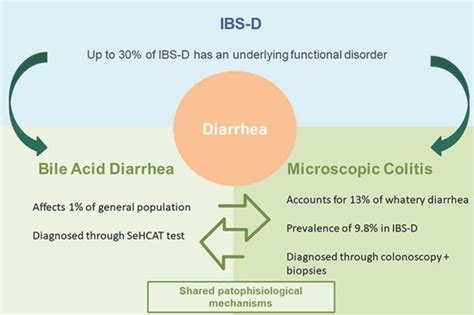 Jcm Free Full Text Misinterpreting Diarrhea Predominant Irritable