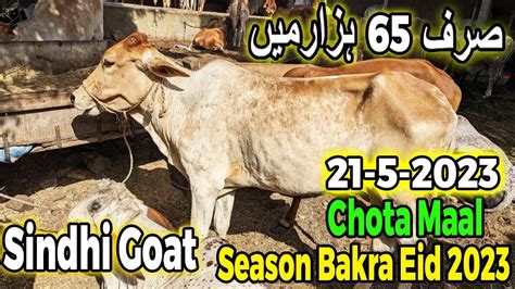 Sindhi Goth Maweshi Mandi Orangi Town Karachi Cattle Rates Update